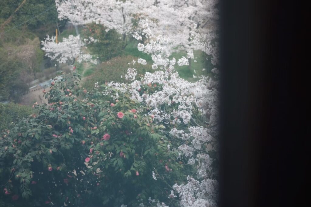 千光寺山に咲く桜