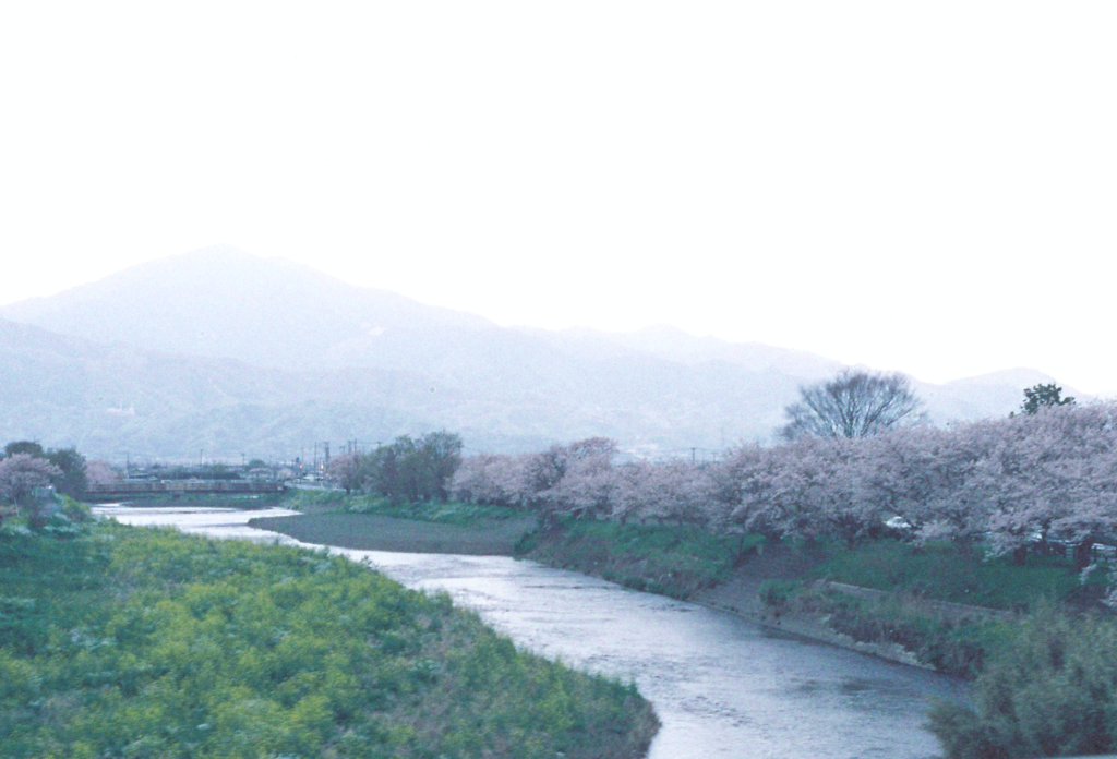 東海道新幹線から見た川沿いに並ぶ満開の桜